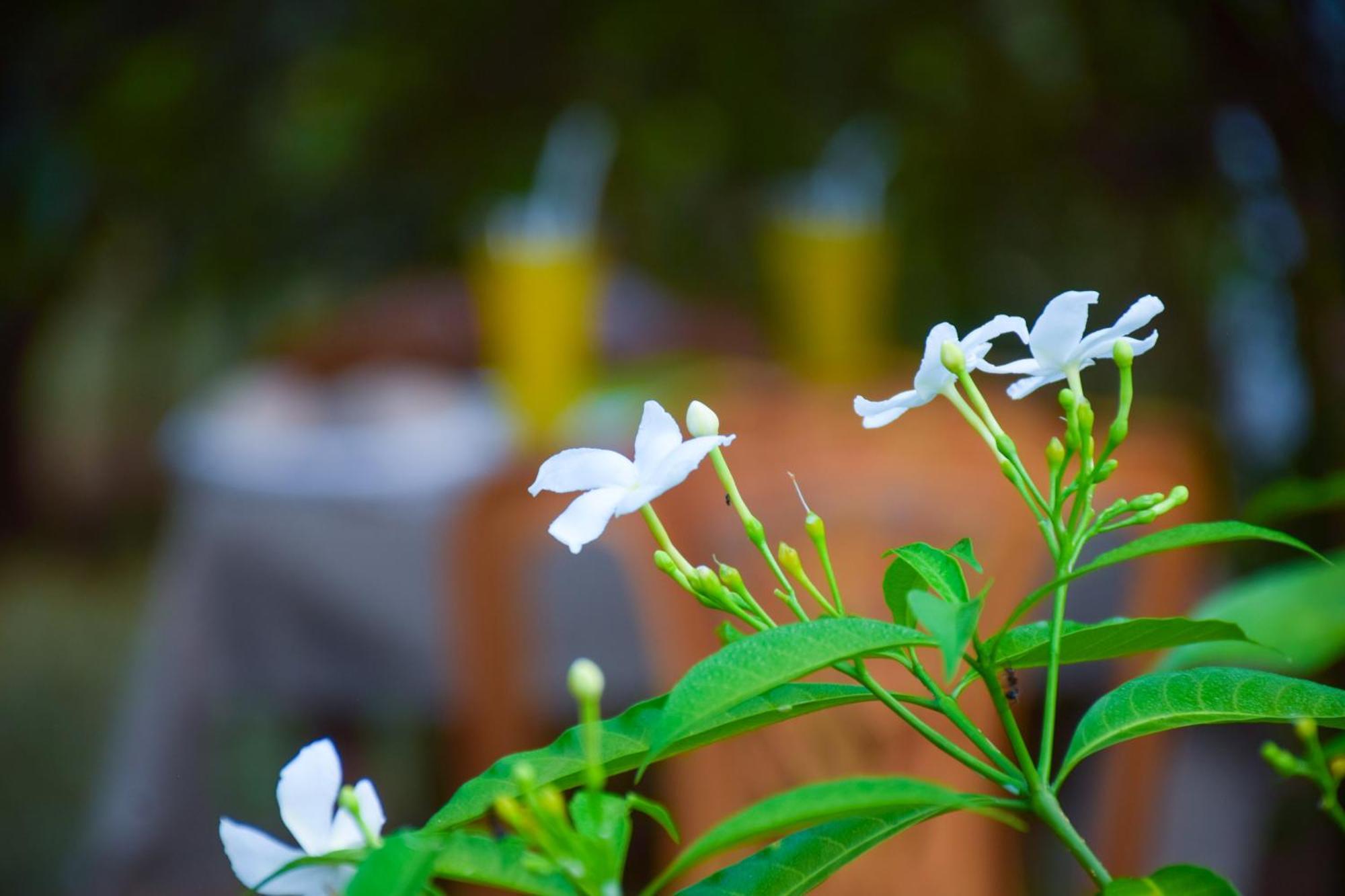 Senu Homestay Sigiriya Luaran gambar
