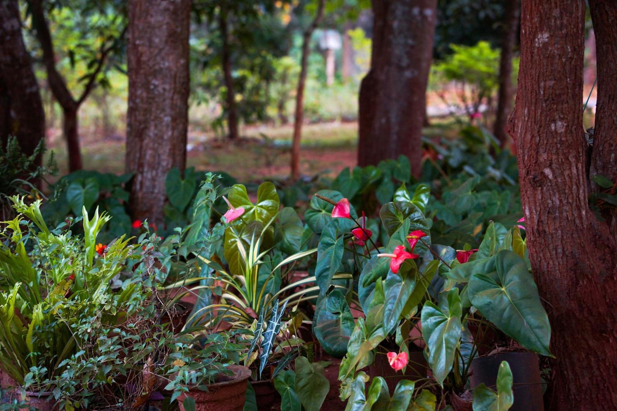 Senu Homestay Sigiriya Luaran gambar